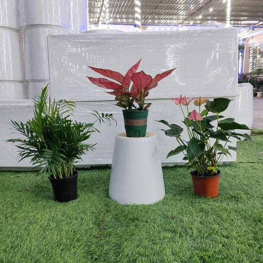 Air Purifying Plants Bundle