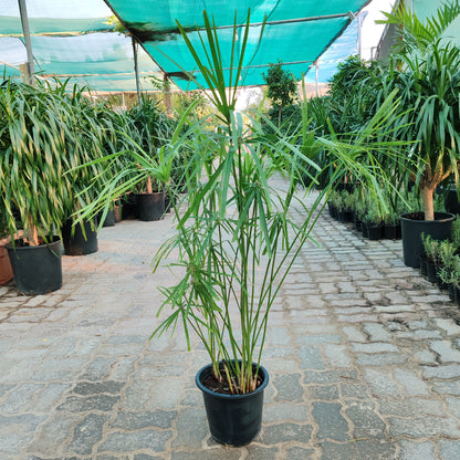 Cyperus Alternifolius “Umbrella Papyrus”